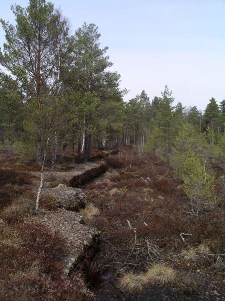 Torstamåla Fly, mossen